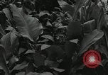 Image of Geneva Conventions and brutality against prisoners Geneva Switzerland, 1965, second 18 stock footage video 65675067931