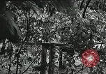 Immagine di Il trattamento umano dei prigionieri di guerra Il Vietnam, 1965, secondo 59 filmato di repertorio 65675067934