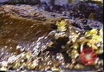 Standbild Exxon Valdez oil spill Valdez Alaska USA, 1989, aus Sekunde 52 historischem Filmmaterial Videoclip 65675067944
