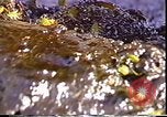Standbild Exxon Valdez oil spill Valdez Alaska USA, 1989, aus Sekunde 54 historischem Filmmaterial Videoclip 65675067944
