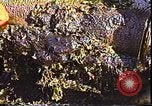 Standbild Exxon Valdez oil spill Valdez Alaska USA, 1989, aus Sekunde 59 historischem Filmmaterial Videoclip 65675067944