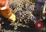 Standbild Exxon Valdez oil spill Valdez Alaska USA, 1989, aus Sekunde 60 historischem Filmmaterial Videoclip 65675067944