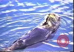 Immagine di Exxon Valdez fuoriuscite di olio Valdez Alaska USA, 1989, secondo 33 filmato di repertorio 65675067946