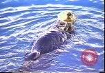 Immagine di Exxon Valdez fuoriuscite di olio Valdez Alaska USA, 1989, secondo 36 filmato di repertorio 65675067946