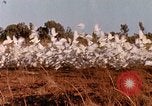 Image of NASA Gemini XI launch Cape Canaveral Florida USA, 1966, second 23 stock footage video 65675068009
