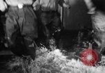 Image of Korean sailors Jinhae Korea, 1954, second 28 stock footage video 65675068101