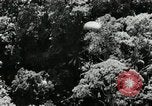 Image of Malayan Emergency Malaysia, 1966, second 59 stock footage video 65675068130