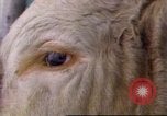 Immagine di Toro di equitazione United States USA, 1984, secondo 1 filmato di repertorio 65675068151
