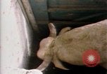 Immagine di Toro di equitazione United States USA, 1984, secondo 3 filmato di repertorio 65675068151