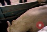 Immagine di Toro di equitazione United States USA, 1984, secondo 4 filmato di repertorio 65675068151
