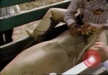 Immagine di Toro di equitazione United States USA, 1984, secondo 5 filmato di repertorio 65675068151