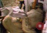Immagine di Toro di equitazione United States USA, 1984, secondo 10 filmato di repertorio 65675068151