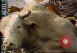 Immagine di Toro di equitazione United States USA, 1984, secondo 18 filmato di repertorio 65675068151
