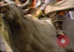 Immagine di Toro di equitazione United States USA, 1984, secondo 19 filmato di repertorio 65675068151