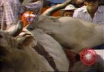 Immagine di Toro di equitazione United States USA, 1984, secondo 20 filmato di repertorio 65675068151