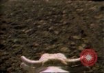 Immagine di Toro di equitazione United States USA, 1984, secondo 26 filmato di repertorio 65675068151