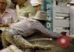 Immagine di Toro di equitazione United States USA, 1984, secondo 35 filmato di repertorio 65675068151
