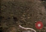 Immagine di Toro di equitazione United States USA, 1984, secondo 38 filmato di repertorio 65675068151