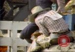 Immagine di Toro di equitazione United States USA, 1984, secondo 40 filmato di repertorio 65675068151