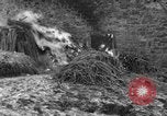 Immagine di 509a paracadute battaglione di fanteria Hotton Belgio, 1944, secondo 41 filmato di repertorio 65675068199