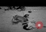 Image of Indian performer India, 1938, second 1 stock footage video 65675068234