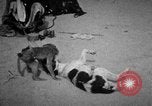 Image of Indian performer India, 1938, second 24 stock footage video 65675068234