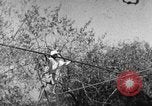 Image of tightrope walking India, 1938, second 17 stock footage video 65675068236