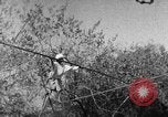 Image of tightrope walking India, 1938, second 18 stock footage video 65675068236