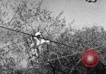 Image of tightrope walking India, 1938, second 19 stock footage video 65675068236
