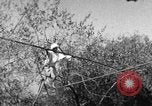 Image of tightrope walking India, 1938, second 22 stock footage video 65675068236