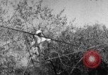 Image of tightrope walking India, 1938, second 23 stock footage video 65675068236