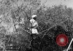 Image of tightrope walking India, 1938, second 31 stock footage video 65675068236