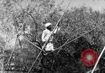 Image of tightrope walking India, 1938, second 40 stock footage video 65675068236