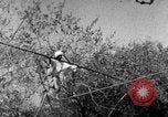 Image of tightrope walking India, 1938, second 60 stock footage video 65675068236