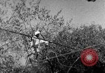 Image of tightrope walking India, 1938, second 61 stock footage video 65675068236