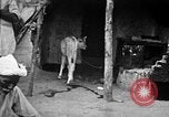 Immagine di Popolo Indiano India, 1938, secondo 56 filmato di repertorio 65675068238