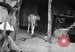 Immagine di Popolo Indiano India, 1938, secondo 58 filmato di repertorio 65675068238