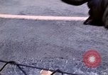 Standbild Öl Minderung Experiment Newport Rhode Island USA, 1970, aus Sekunde 33 historischem Filmmaterial Videoclip 65675068271