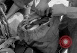 Image of Japanese troops Pacific Theater, 1945, second 13 stock footage video 65675068282