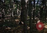 Image of Sylvania Recreation Area Michigan United States USA, 1967, second 29 stock footage video 65675068312