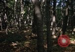 Image of Sylvania Recreation Area Michigan United States USA, 1967, second 30 stock footage video 65675068312