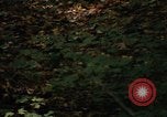Image of Sylvania Recreation Area Michigan United States USA, 1967, second 35 stock footage video 65675068312