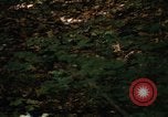 Image of Sylvania Recreation Area Michigan United States USA, 1967, second 36 stock footage video 65675068312