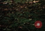 Image of Sylvania Recreation Area Michigan United States USA, 1967, second 40 stock footage video 65675068312
