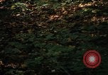 Image of Sylvania Recreation Area Michigan United States USA, 1967, second 41 stock footage video 65675068312