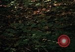 Image of Sylvania Recreation Area Michigan United States USA, 1967, second 42 stock footage video 65675068312