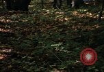 Image of Sylvania Recreation Area Michigan United States USA, 1967, second 44 stock footage video 65675068312