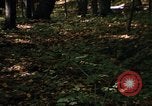 Image of Sylvania Recreation Area Michigan United States USA, 1967, second 50 stock footage video 65675068312