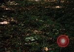 Image of Sylvania Recreation Area Michigan United States USA, 1967, second 51 stock footage video 65675068312
