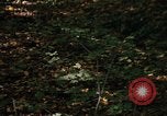 Image of Sylvania Recreation Area Michigan United States USA, 1967, second 53 stock footage video 65675068312